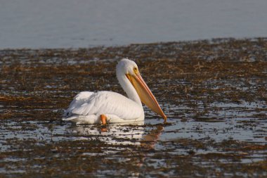 Amerikan Beyaz Pelikanı (pelecanus erythrothynchos)