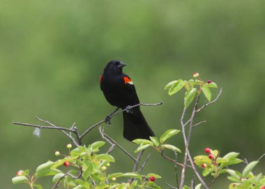 Kırmızı kanatlı Karatavuk (erkek) (Agelaius Phoeniceus)