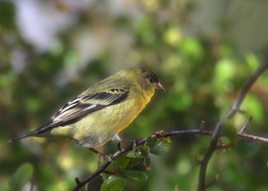 Küçük ispinoz (erkek) (spinus psaltria))