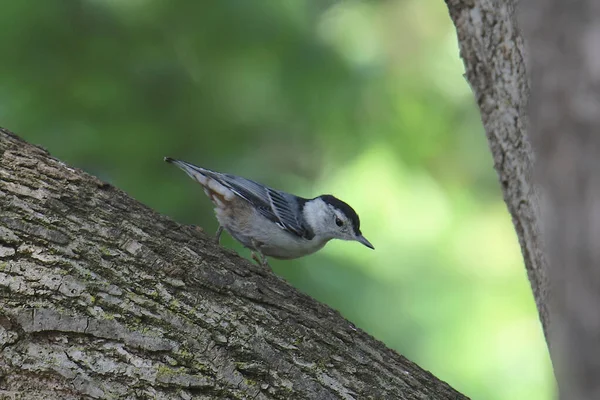 Белогрудый Нутх Sitta Carolinensis — стоковое фото