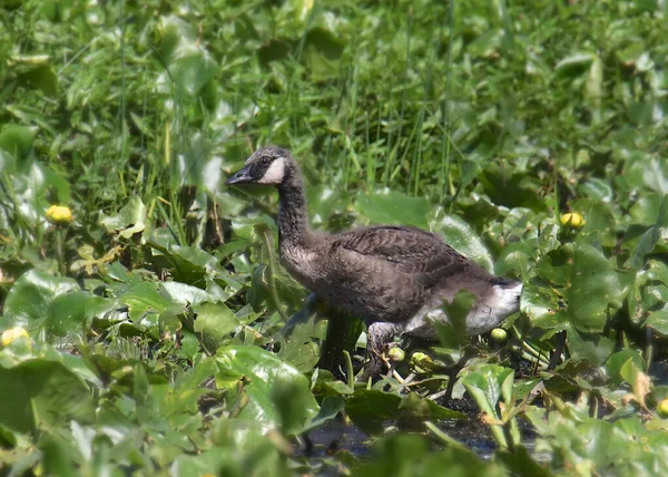 Kanadyjska Gęś Niedojrzała Branta Canadensis — Zdjęcie stockowe