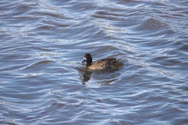 Kleine Scheut Vrouwelijk Aythya Affinis — Stockfoto