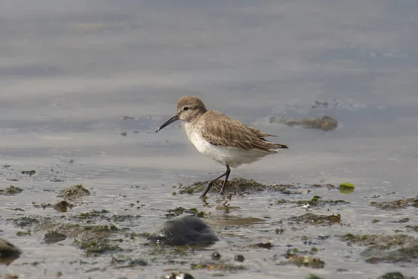 Sandpiper Ocidental Coloração Inverno Calidris Mauri — Fotografia de Stock