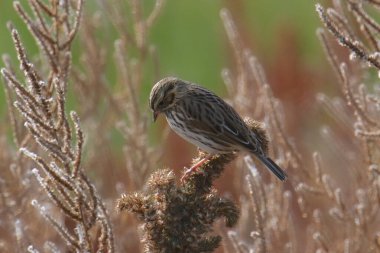 Lincoln 'ün Serçesi (melospiza lLincoln nii)