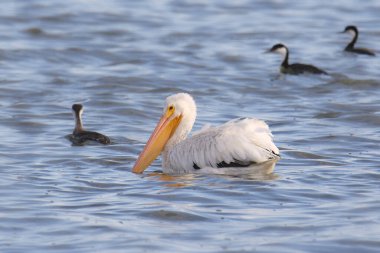 Amerikan Beyaz Pelikanı (arka planda bazı grebes ile) (pelecanus erythrothynchos)