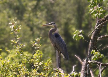 Büyük Mavi Balıkçıl (ardea herodias)