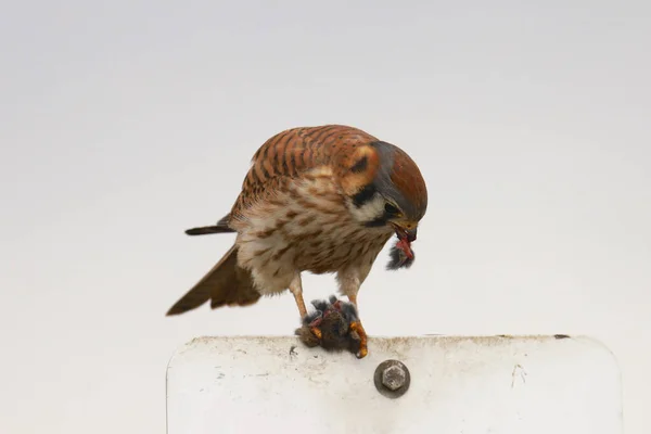 American Kestrel Female Tearing Apart Mouse Falco Sparverius — Stock Photo, Image