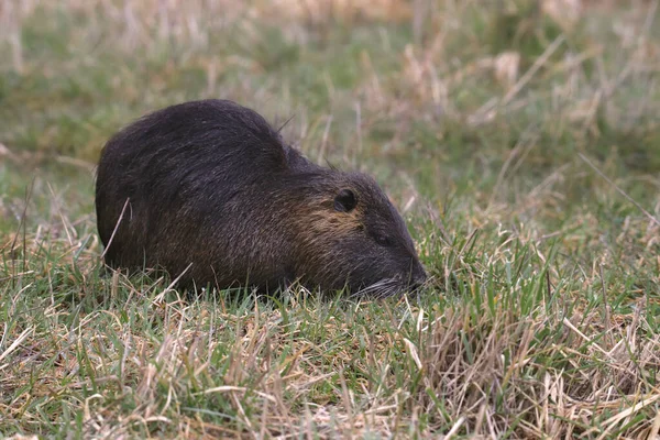 Nutria Myocaster Coypus Rato Fluvial — Fotografia de Stock