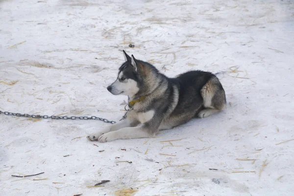 시베리아 허스키 개썰매 — 스톡 사진