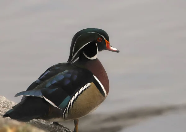 Canard Branchu Mâle Aix Sponsa — Photo