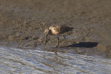 Marled Godwit (limoza fedoa) çamuru kazıyor