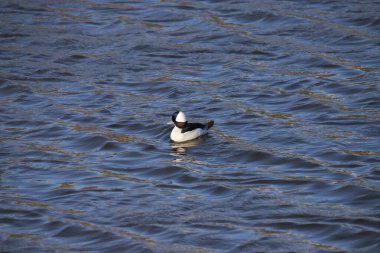 Bufflehead (erkek) (bucephala albeola)
