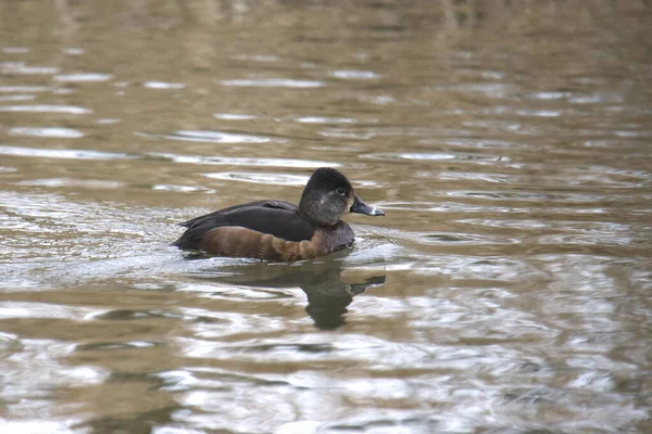 Pato Pescoço Anelado Fêmea Aythya Collaris — Fotografia de Stock