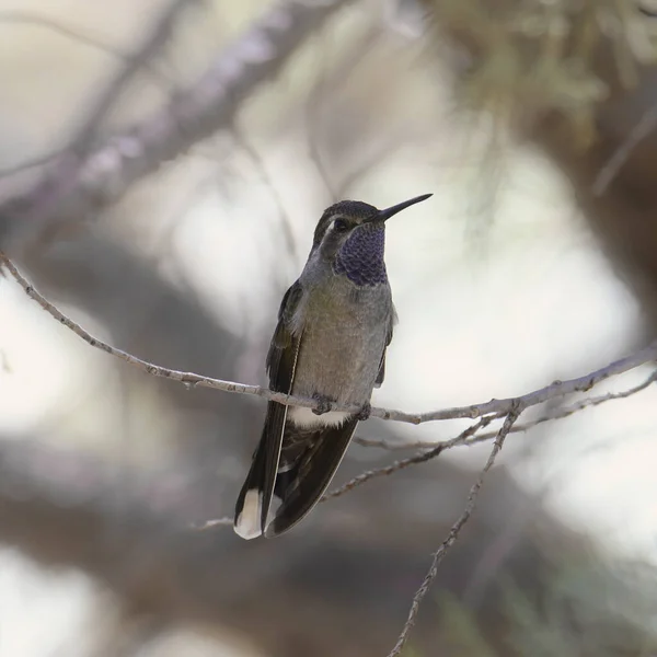 Blue-throated Hummingbird (male) (lampornis clemenciae)