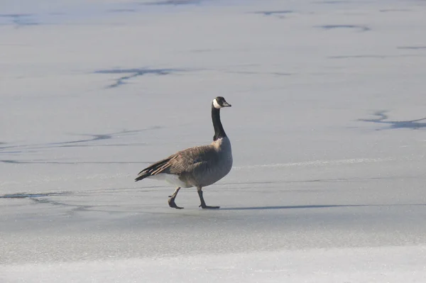 Canada  Goose walking on a frozen lake (branta canadensis)