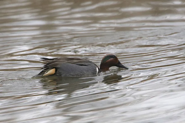 Green Winged Teal Male Anas Carolinensis — Stock Photo, Image