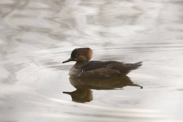 Hooded Merganser Самка Lophodytes Cucullatus — стоковое фото