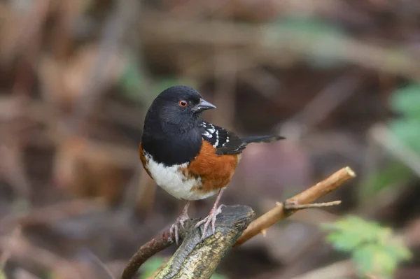 Towhee Manchado Pipilo Maculatus — Fotografia de Stock