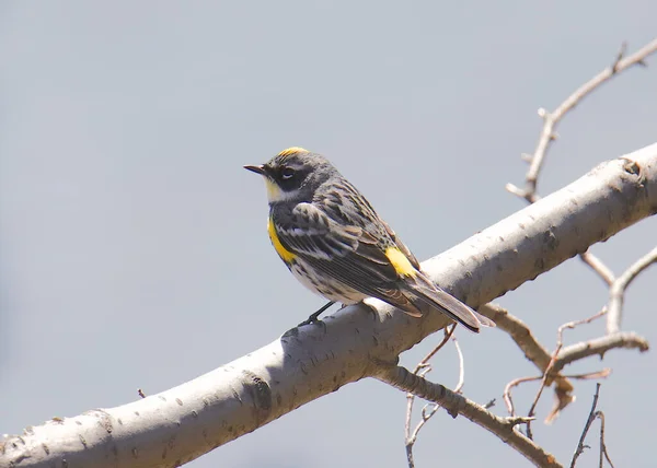 Warbler Żółtodzioby Audubon Setophaga Coronata — Zdjęcie stockowe