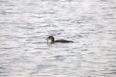 Büyük balıkla yaygın dalgıç kuşu (gavia immer)