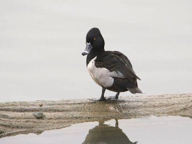 Bir kütüğün üzerinde duran halka boyunlu ördek (erkek) (aythya collaris)