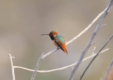 Allen Hummingbird (erkek) (selasphorus sasin))