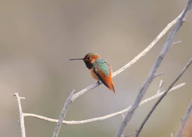 Allen's Hummingbird (male) (selasphorus sasin) clipart