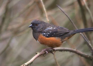 Spotted Towhee (pipilo maculatus) clipart