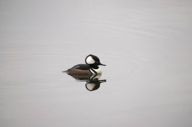 Kukuletalı Merganser (erkek) (Lophoditler guguklu)