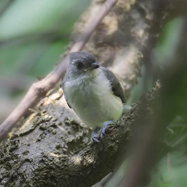 Büschelmeise Baeoolophus Bicolor — Stockfoto