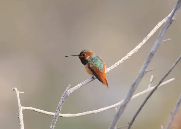 Allen Hummingbird Erkek Selasphorus Sasin — Stok fotoğraf