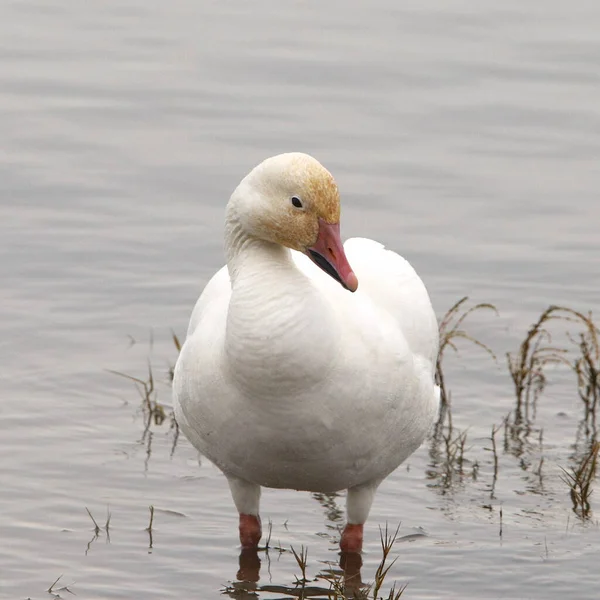 Sneeuwgans Chen Caerulescens — Stockfoto