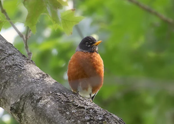 Drozd Stěhovavý Turdus Migratorius — Stock fotografie