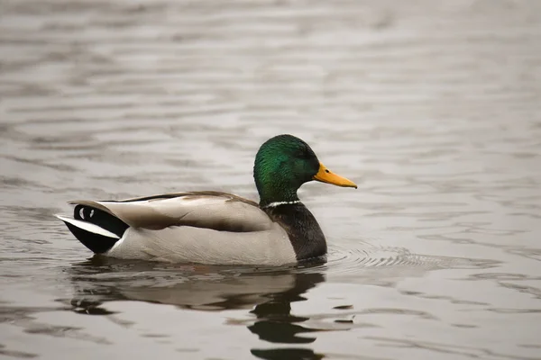 Mallard Duck Male Anas Platyrhynchos — Stock Photo, Image