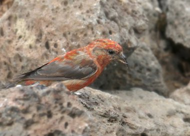Red Crossbill (male) (loxia curvirostra) clipart