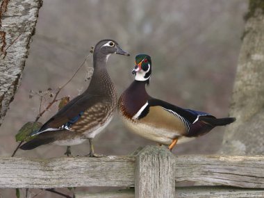 Tahta bir çitte göğüs göğüse duran bir çift Wood Duck (aix sponsa)