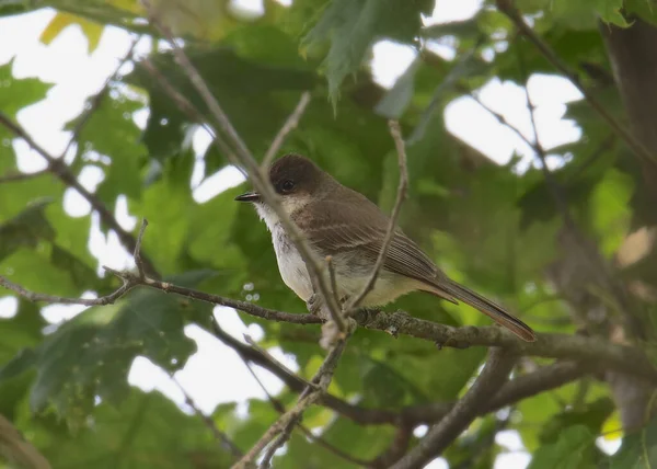 Східний Фібі Flycatcher Sayornis Phoebe — стокове фото