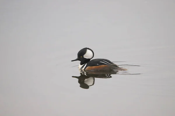 Merganser Com Capuz Macho Lophodytes Cucullatus — Fotografia de Stock