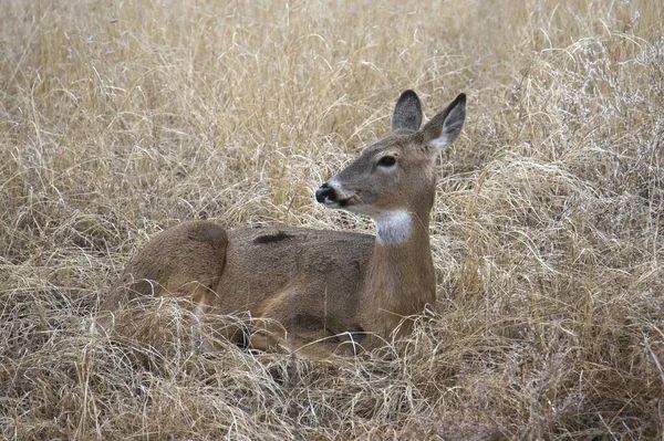 Veado Cauda Branca Fêmea Deitado Grama Odocoileus Virginianus — Fotografia de Stock