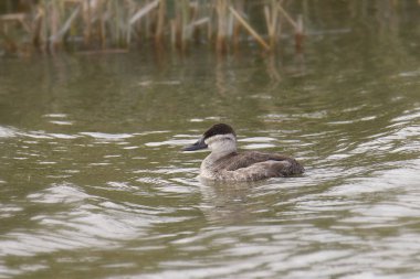 Ruddy Duck (kadın) (oxjura jamaicensis)