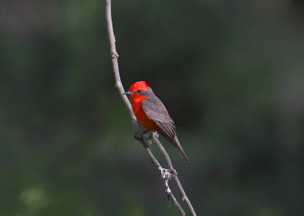 Vermillion Flycatcher Πυροκέφαλος Σκοταδισμός — Φωτογραφία Αρχείου