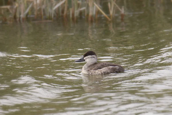 Pato Ruddy Hembra Oxjura Jamaicensis —  Fotos de Stock