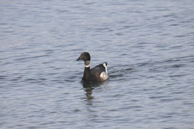 Brant Goose (branta bernicla)