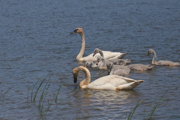 Trompettist Zwaan Familie Cygnus Buccinator — Stockfoto