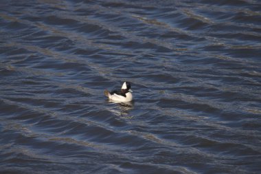 Bufflehead (erkek) (bucephala albeola)