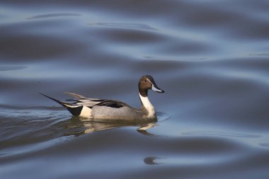 Kuzey Pintail (erkek) (ananas acutas))