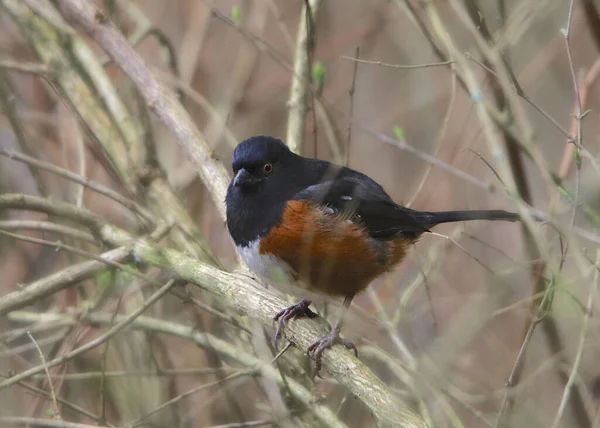 Spotted Towhee Pipilo Maculatus — 스톡 사진