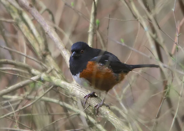 Towhee Manchado Pipilo Maculatus — Fotografia de Stock