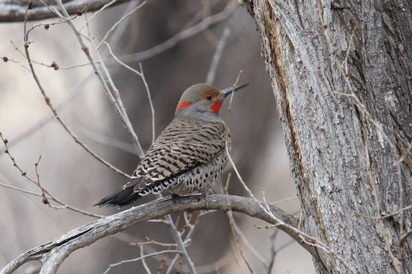 Flicker Septentrional Caña Roja Macho Colaptus Auratus — Foto de Stock