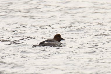 Genel Goldeneye (kadın) (bucephala clurla)